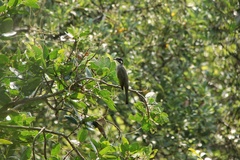 Pycnonotus sinensis hainanus