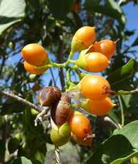 Cordia sinensis