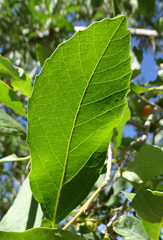 Cordia sinensis