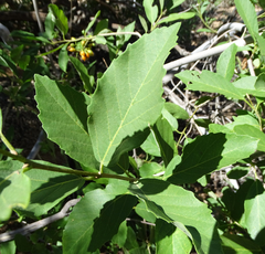 Cordia sinensis