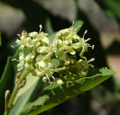 Cordia sinensis