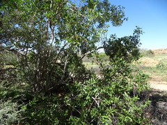 Cordia sinensis