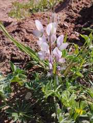 Lupinus palaestinus