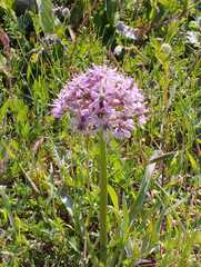 Allium tel-avivense