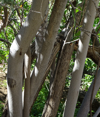 Cordia sinensis