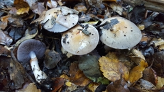 Cortinarius taylorianus