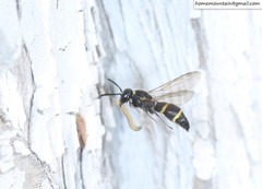 Allodynerus mandschuricus