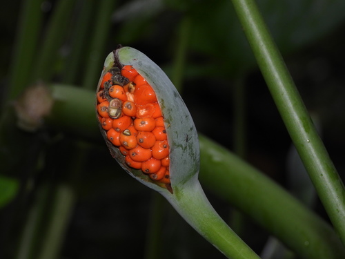 Alocasia odora