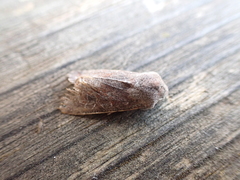 Orthosia incerta