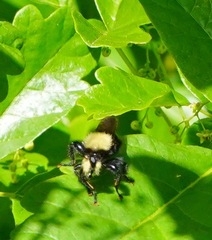 Laphria sackeni