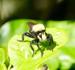 Laphria sackeni