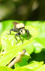 Laphria sackeni