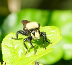 Laphria sackeni