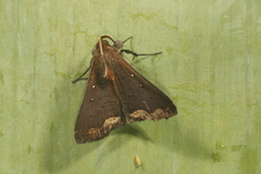 Rejectaria cocytalis