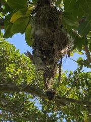 Chalcomitra amethystina