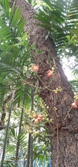 Couroupita guianensis