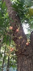 Couroupita guianensis