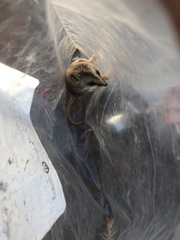 Sminthopsis macroura