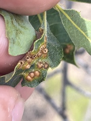 Neuroterus saltatorius