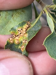 Neuroterus saltatorius