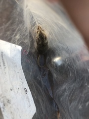 Sminthopsis macroura