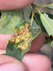 Neuroterus saltatorius