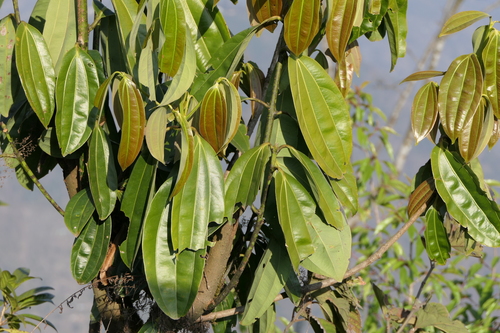 Cinnamomum bejolghota, photograph 2