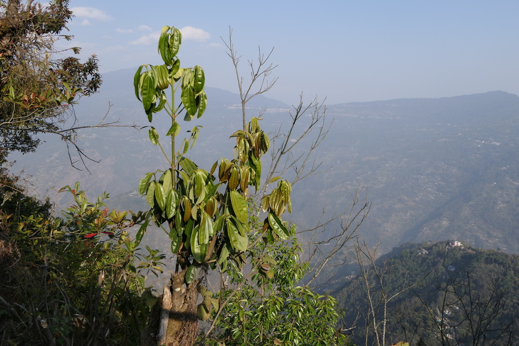 Cinnamomum bejolghota; photograph (c) Dinesh Valke, some rights reserved (CC BY-SA)