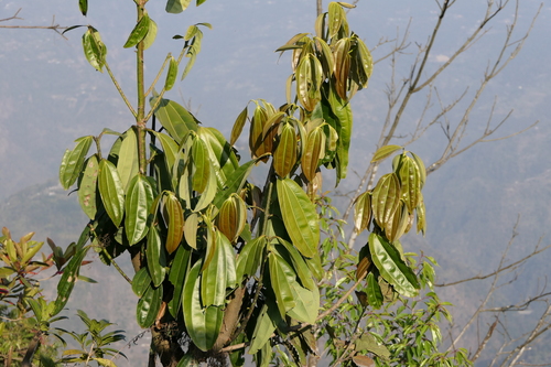 Cinnamomum bejolghota, photograph 1