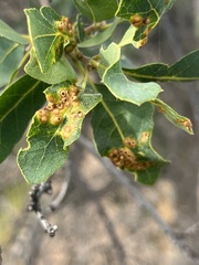 Neuroterus saltatorius