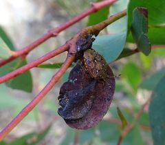 Anischys luteovarius