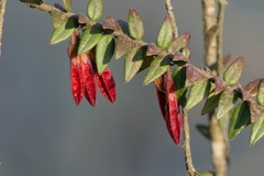 Agapetes serpens