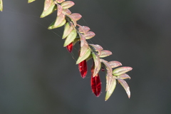 Agapetes serpens