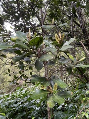 Planchonella sandwicensis