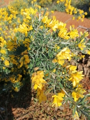 Genista linifolia