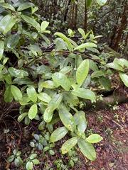 Kadua