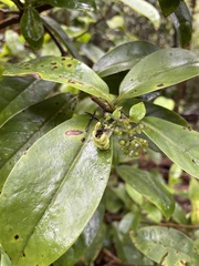 Kadua