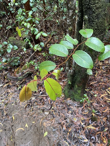 Xylosma hawaiensis