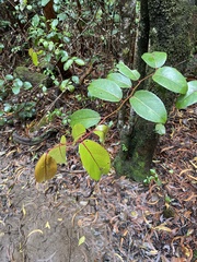 Xylosma hawaiensis