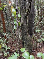 Xylosma hawaiensis
