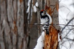 Dryobates minor kamtschatkensis