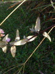 Athrixia phylicoides