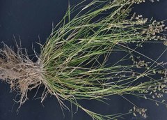Eragrostis echinochloidea