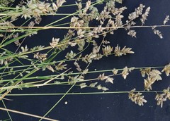 Eragrostis echinochloidea
