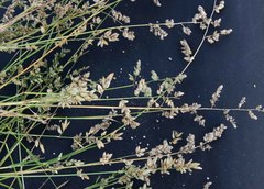 Eragrostis echinochloidea