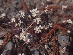 Draba verna