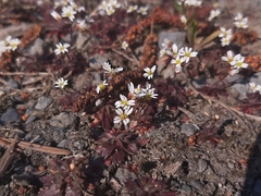 Draba verna