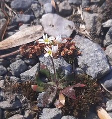 Draba verna