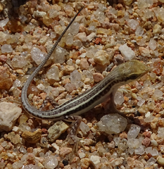 Trachylepis acutilabris
