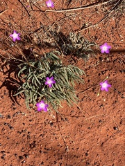 Calandrinia reticulata